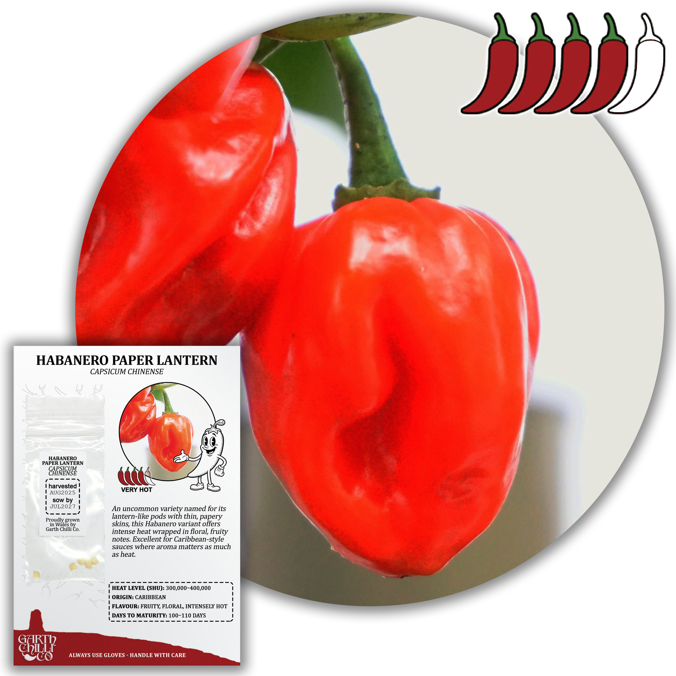 Habanero Paper Lantern Chilli Seeds (10) Unusual Hot Pepper Capsicum
