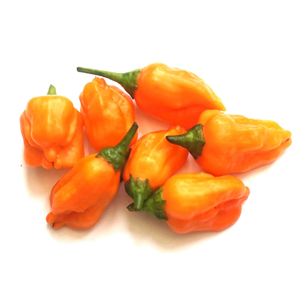 Aji Mango Chilli Seeds (10) Mild Fruity Pepper - Capsicum Baccatum (Copy)