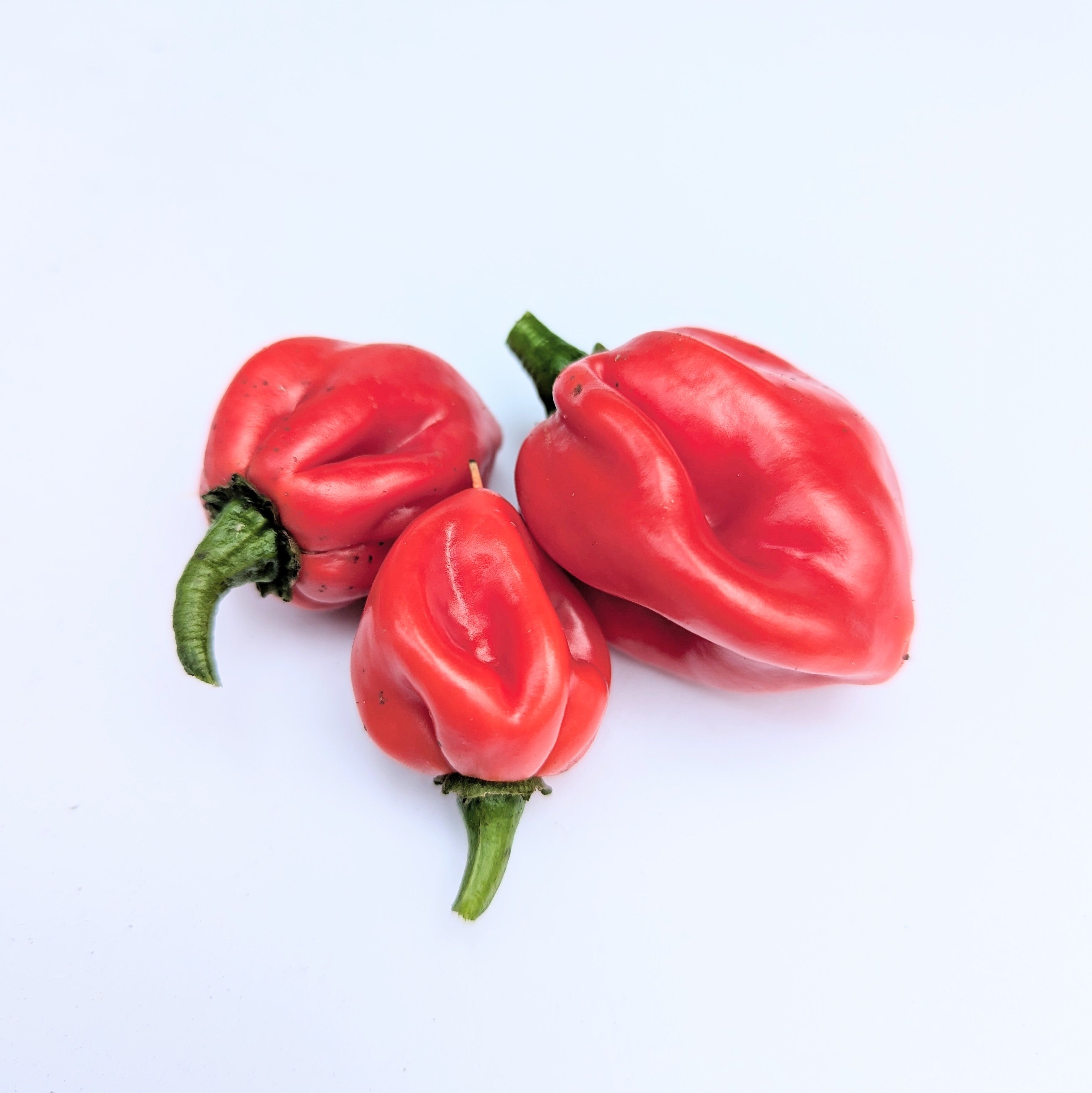 Habanero Paper Lantern Chilli Seeds (10) Unusual Hot Pepper - Capsicum Chinense