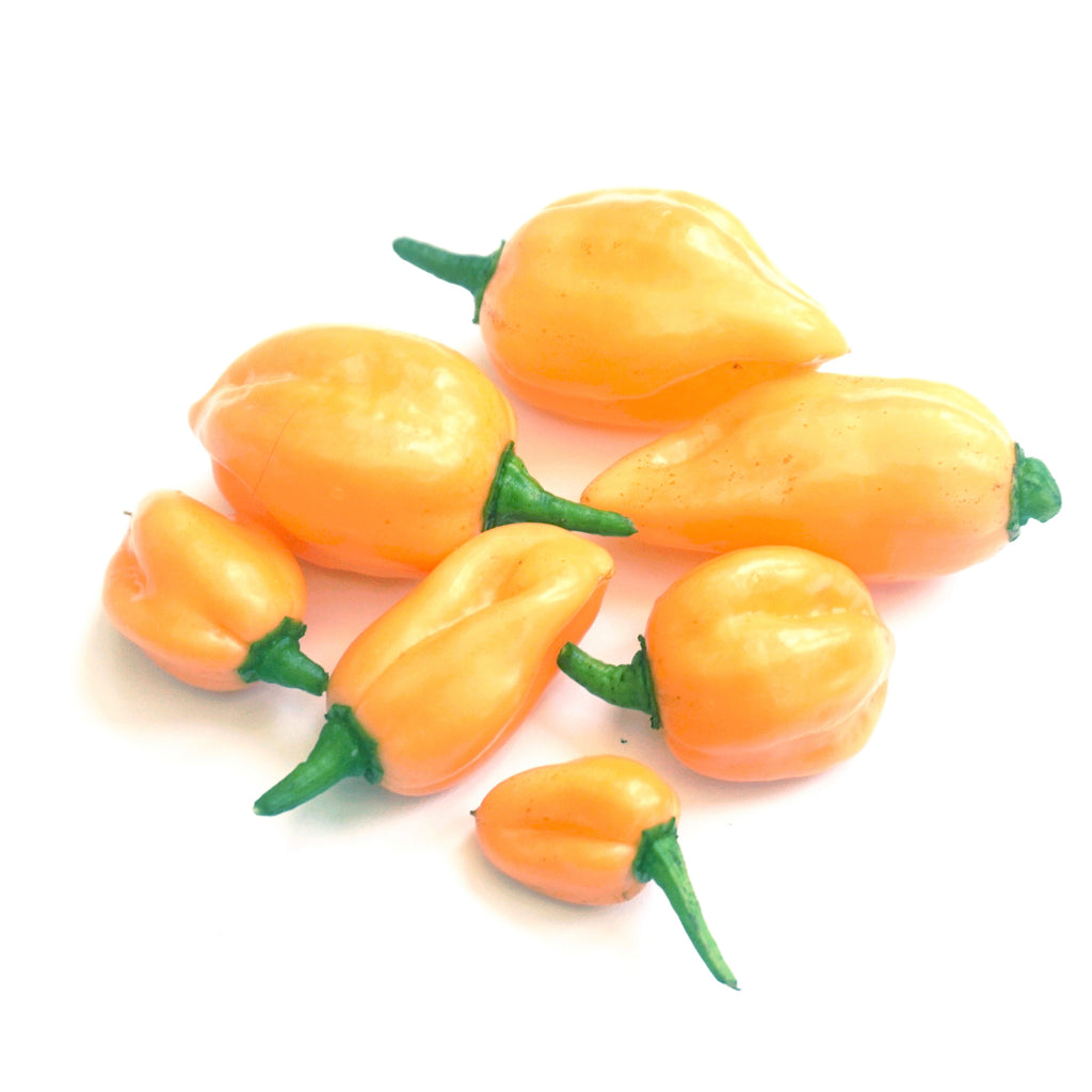 Habanero Pink Chilli Seeds (10) Rare Superhot Pepper - Capsicum Chinense
