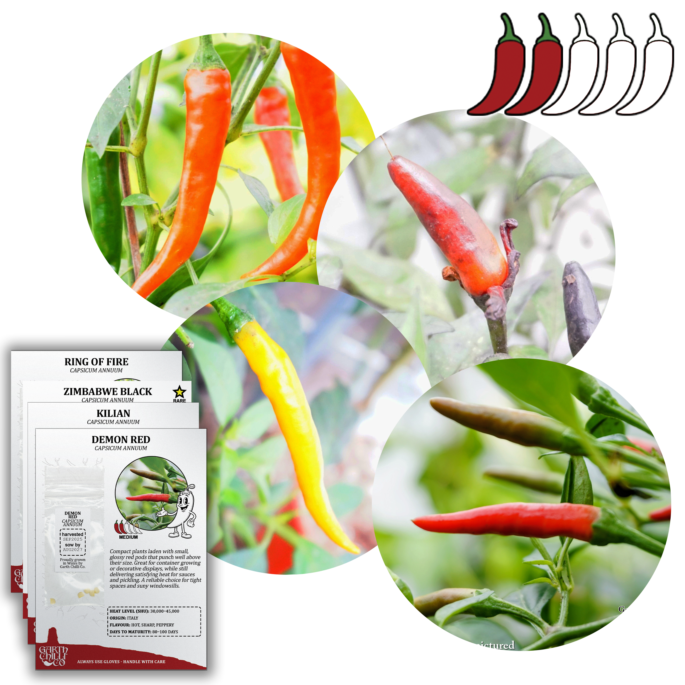 Compact Chilli Seed Set (20) – Demon Red, Zimbabwe Black, Ring of Fire, Kilian