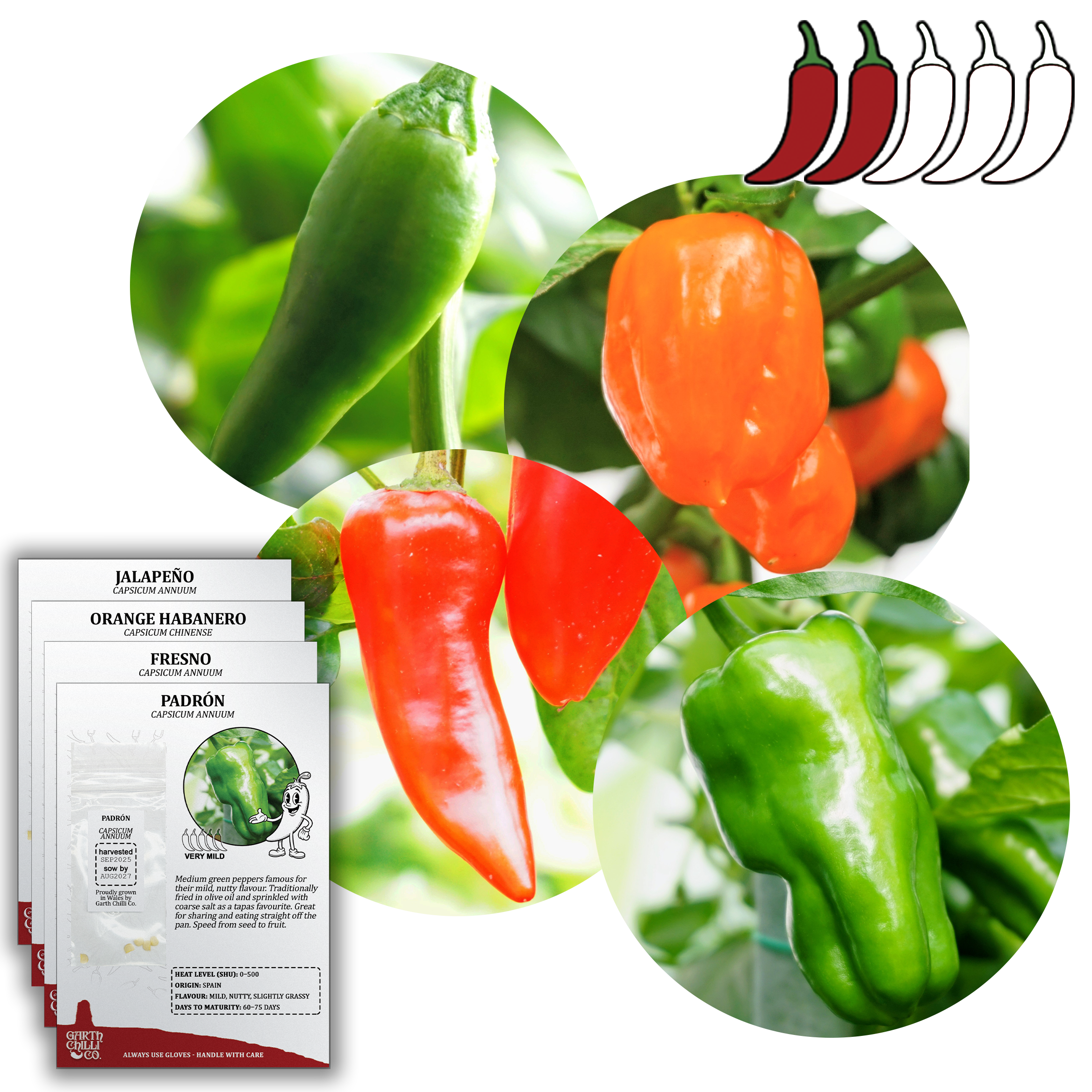 Mild to Wild Chilli Seed Set (20) – Padron, Jalapeño, Fresno, Orange Habanero