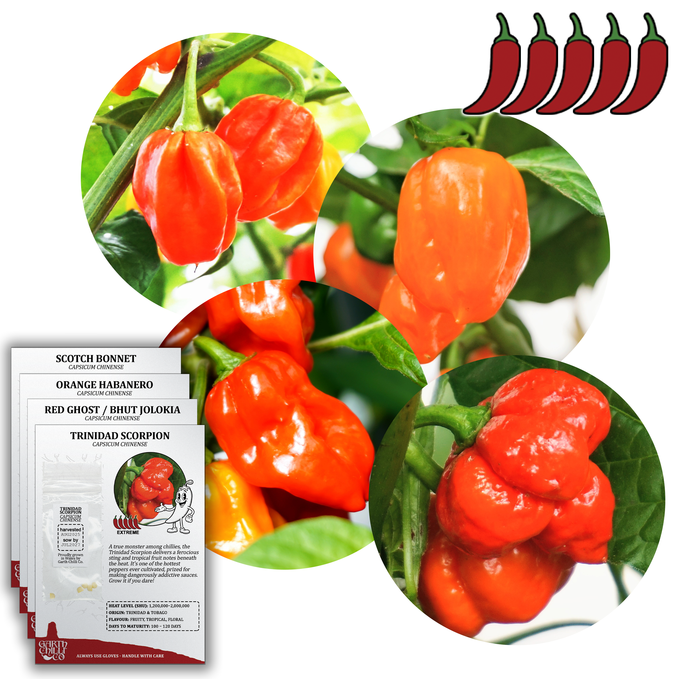 Superhot Chilli Seed Set (20) – Red Ghost / Bhut Jolokia, Trinidad Moruga Scorpion, Habanero Orange, Scotch Bonnet