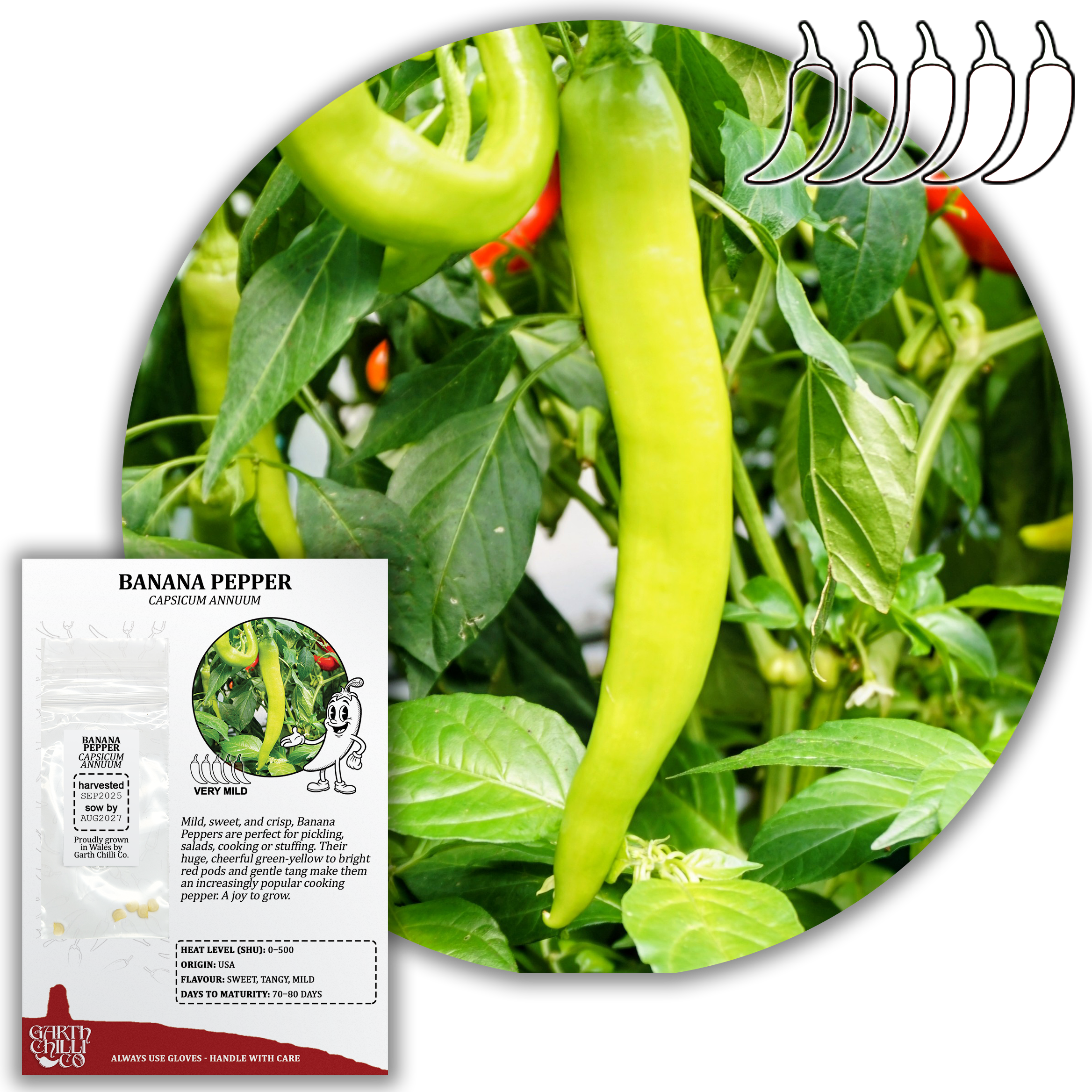 Banana Pepper Seeds (10) Mild Sweet Pepper - Capsicum Annuum