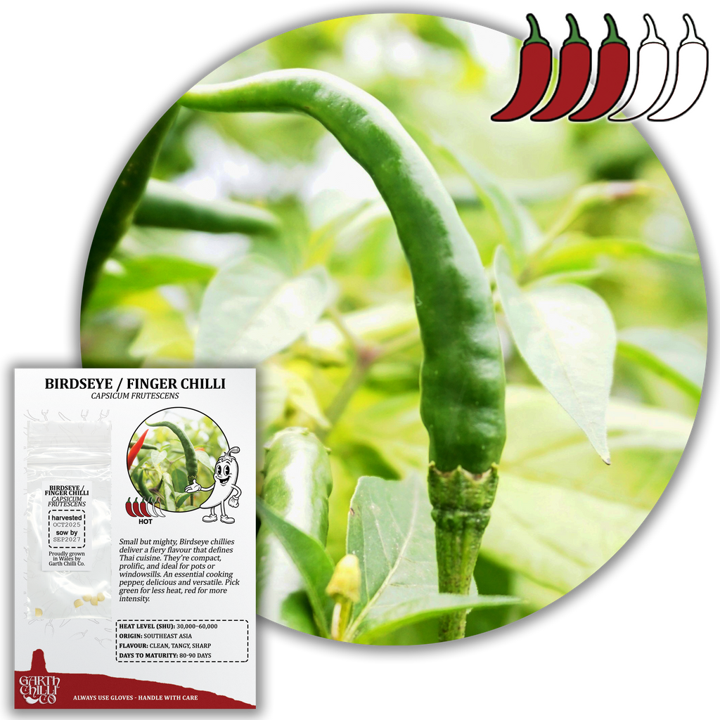 Thai Bird's Eye / Finger Chilli Seeds (10) Hot Thai Pepper - Capsicum Frutescens
