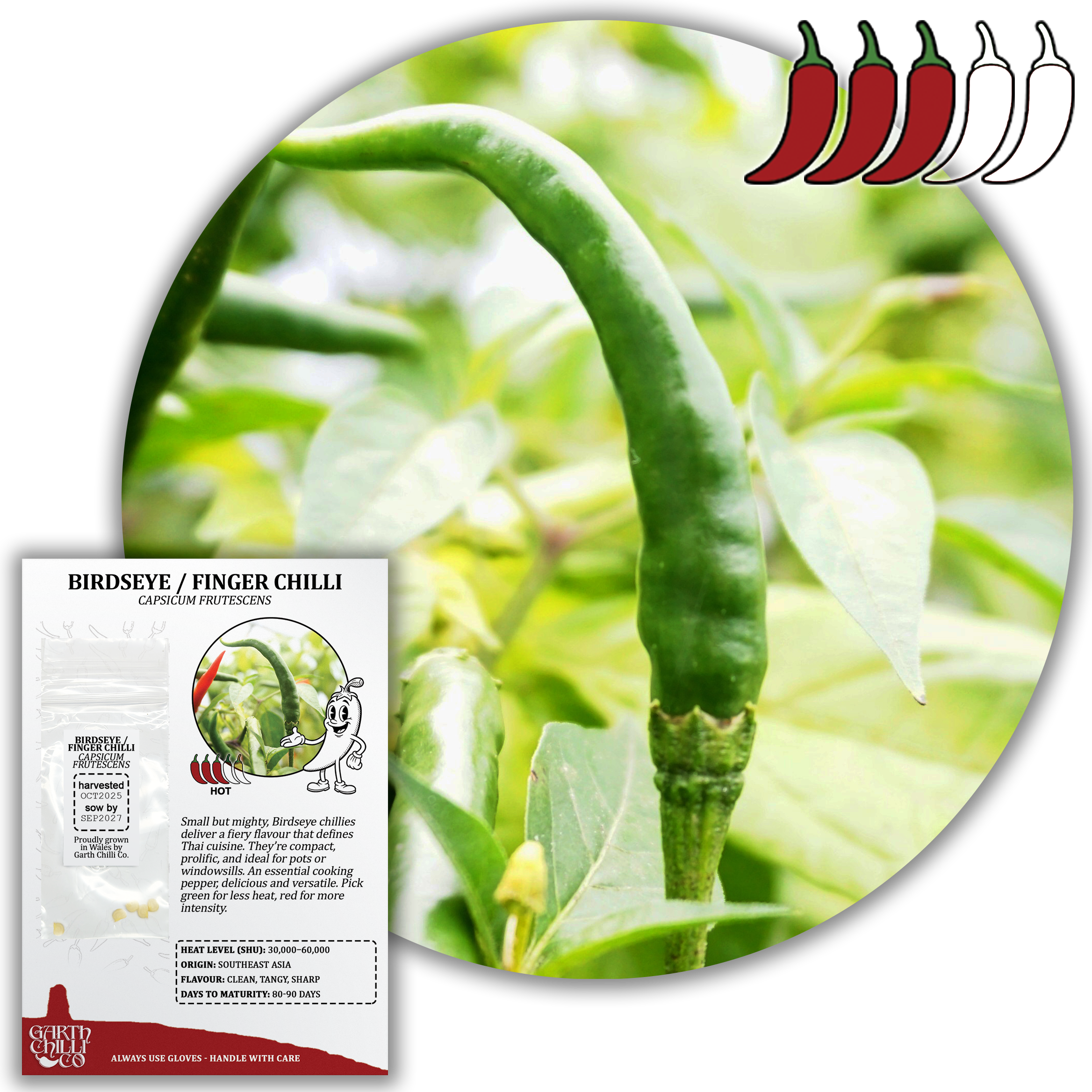 Thai Bird's Eye / Finger Chilli Seeds (10) Hot Thai Pepper - Capsicum Frutescens