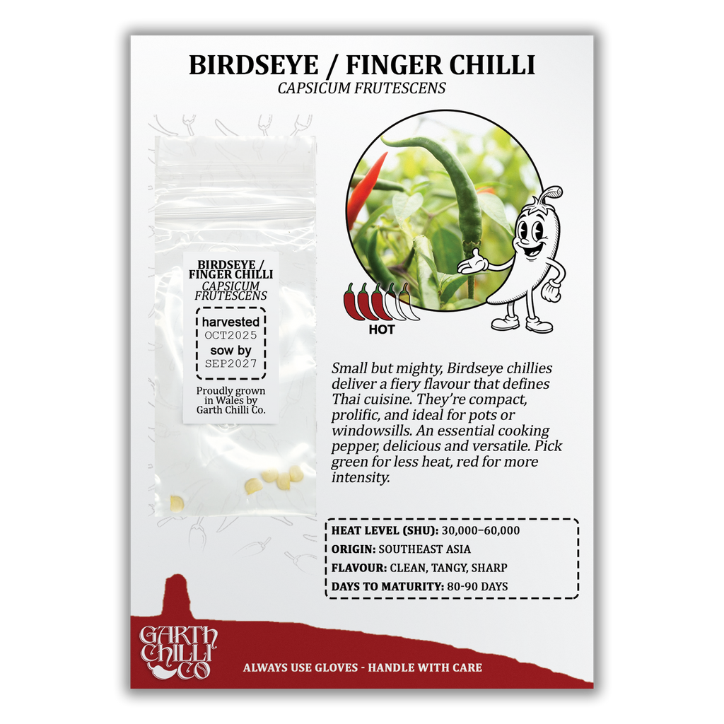 Thai Bird's Eye / Finger Chilli Seeds (10) Hot Thai Pepper - Capsicum Frutescens