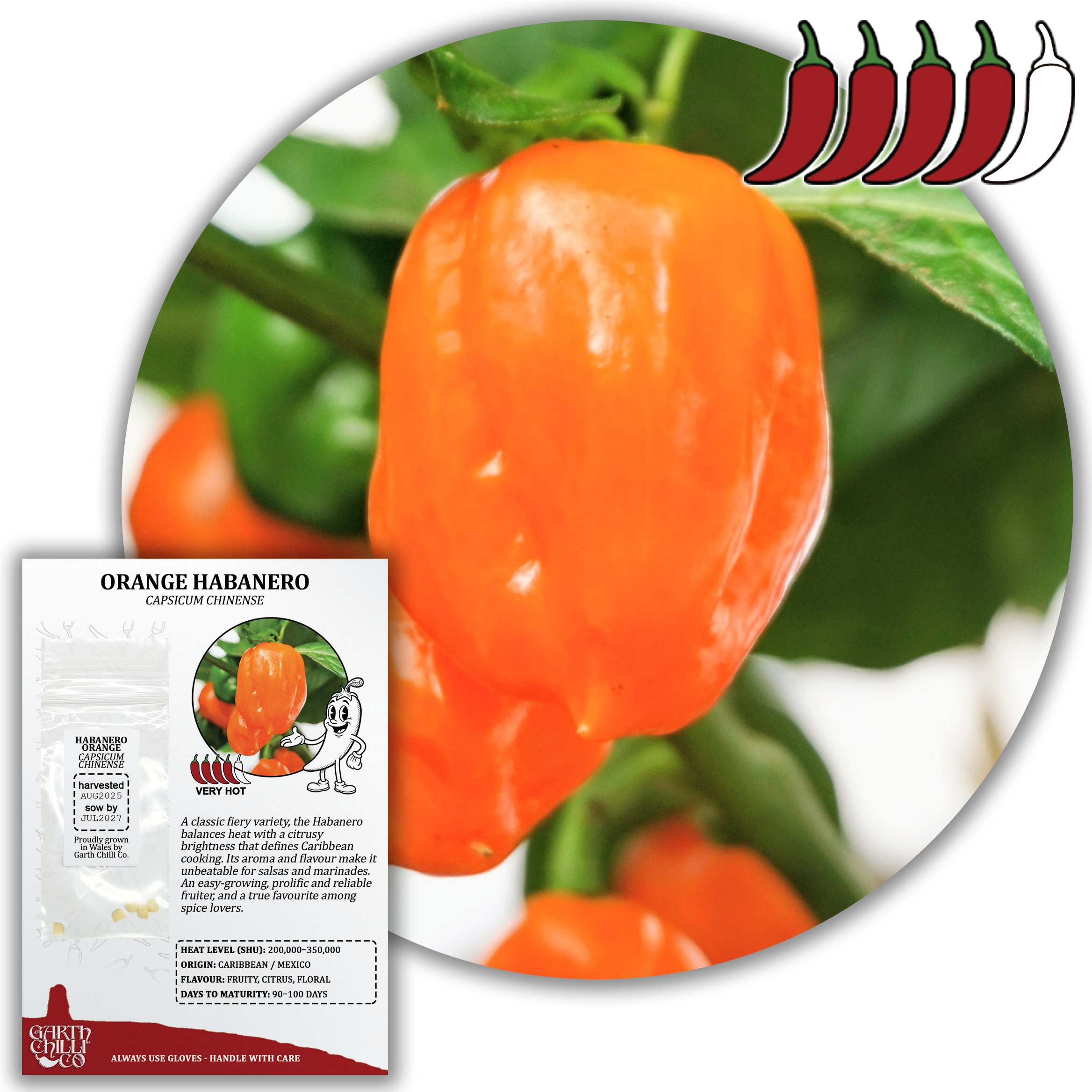 Habanero Orange Chilli Seeds (10) Superhot Pepper - Capsicum Chinense