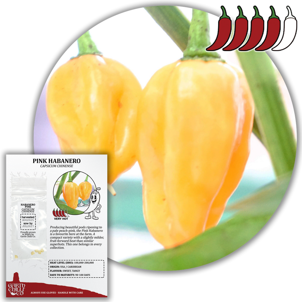 Habanero Pink Chilli Seeds (10) Rare Superhot Pepper - Capsicum Chinense