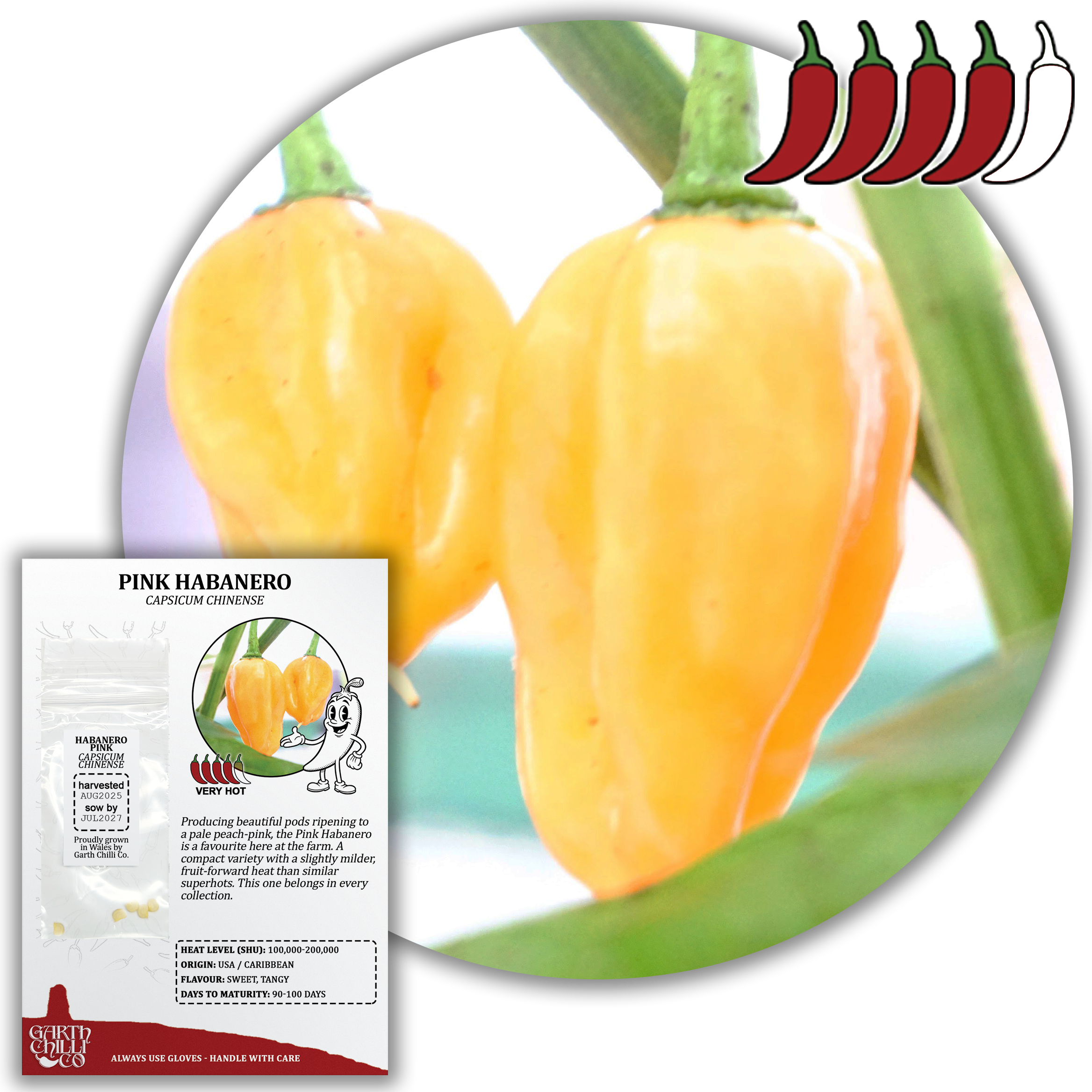 Habanero Pink Chilli Seeds (10) Rare Superhot Pepper - Capsicum Chinense