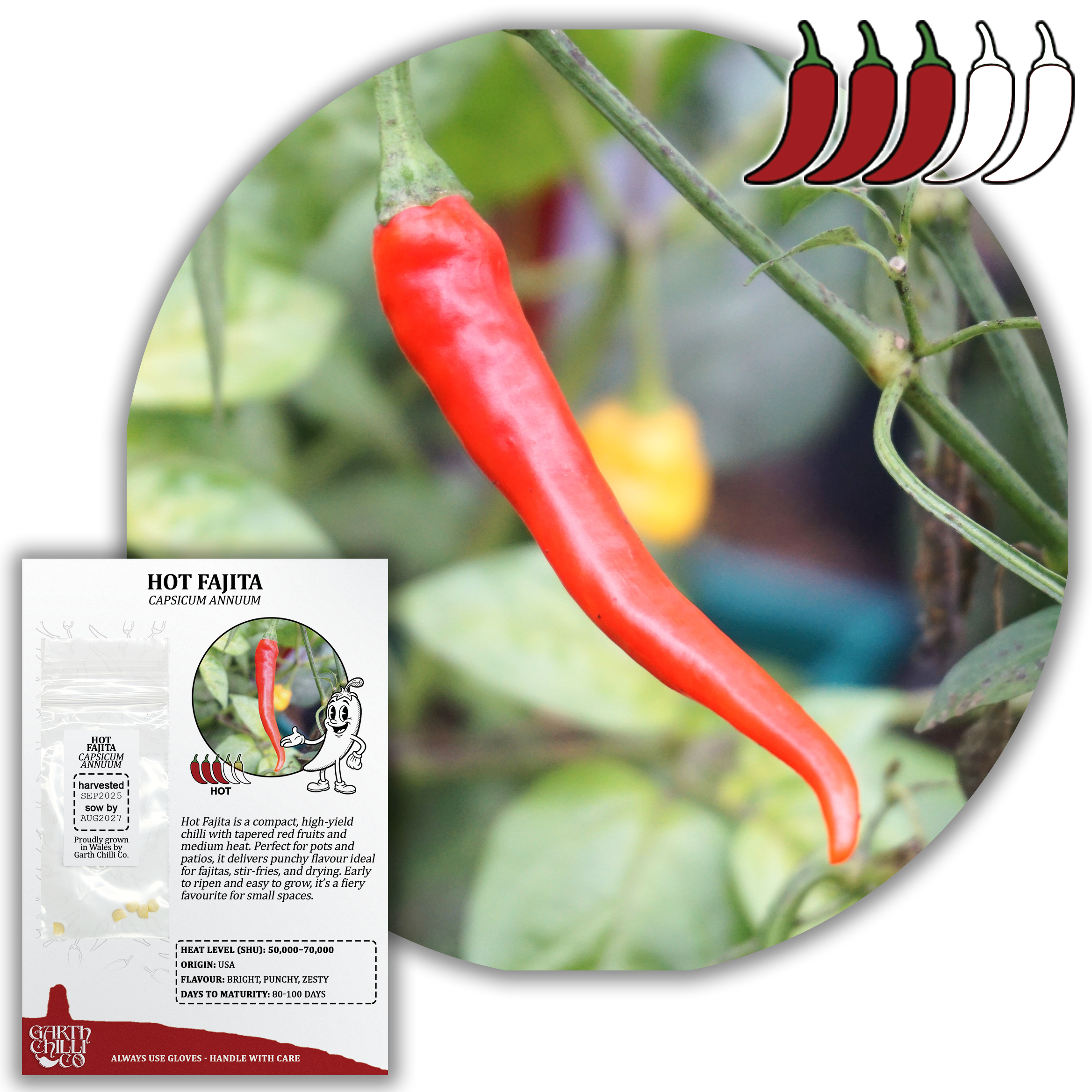 Hot Fajita Chilli Seeds (10) Medium Mexican Pepper - Capsicum Annuum