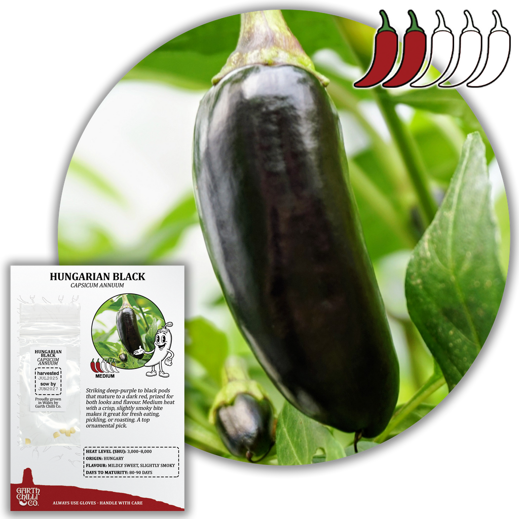 Hungarian Black Chilli Seeds (10) Mild Black Pepper - Capsicum Annuum