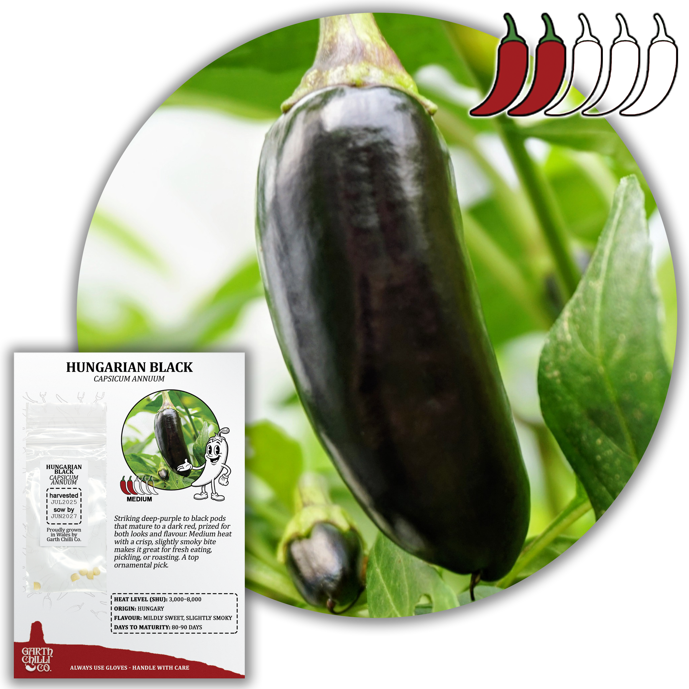 Hungarian Black Chilli Seeds (10) Mild Black Pepper - Capsicum Annuum