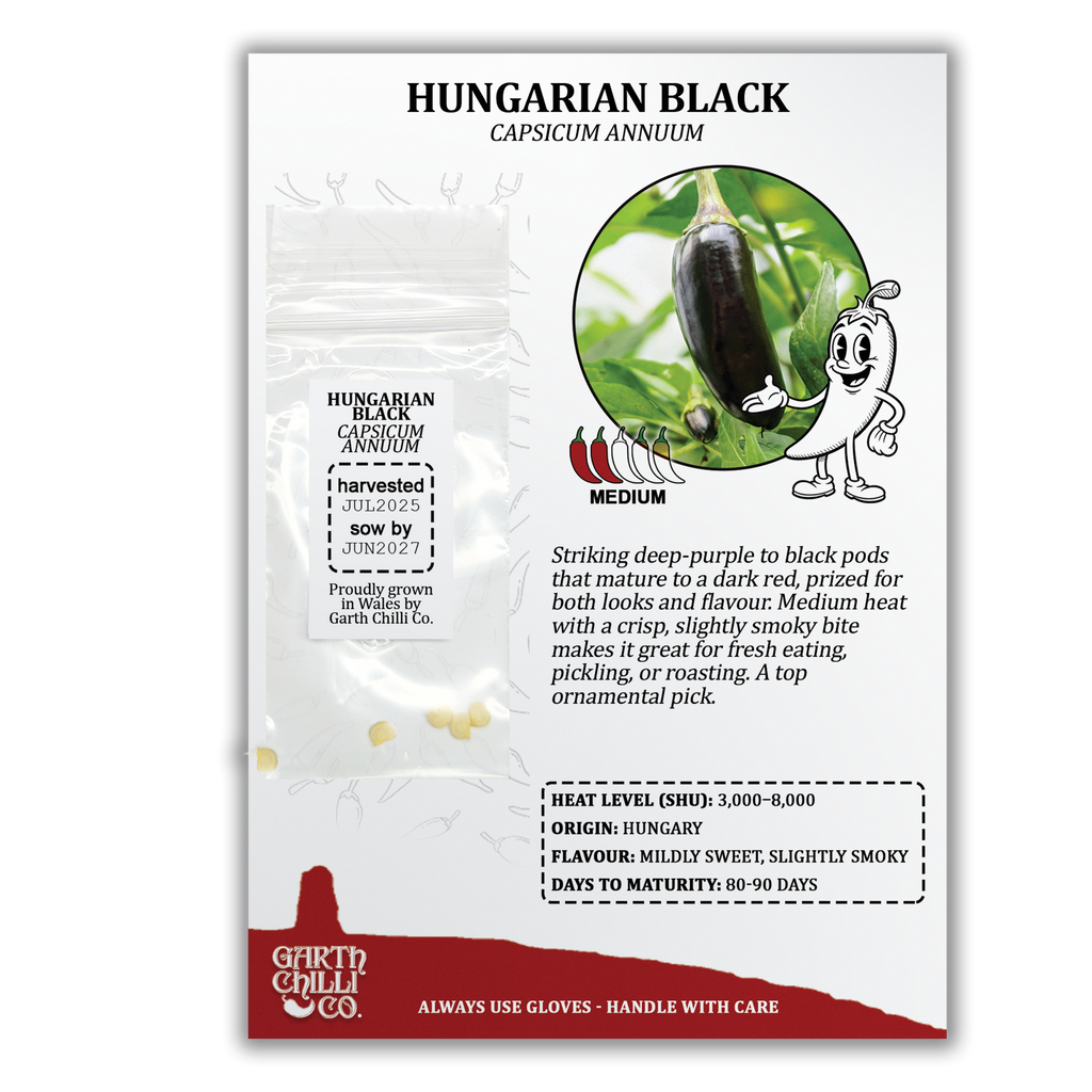 Hungarian Black Chilli Seeds (10) Mild Black Pepper - Capsicum Annuum
