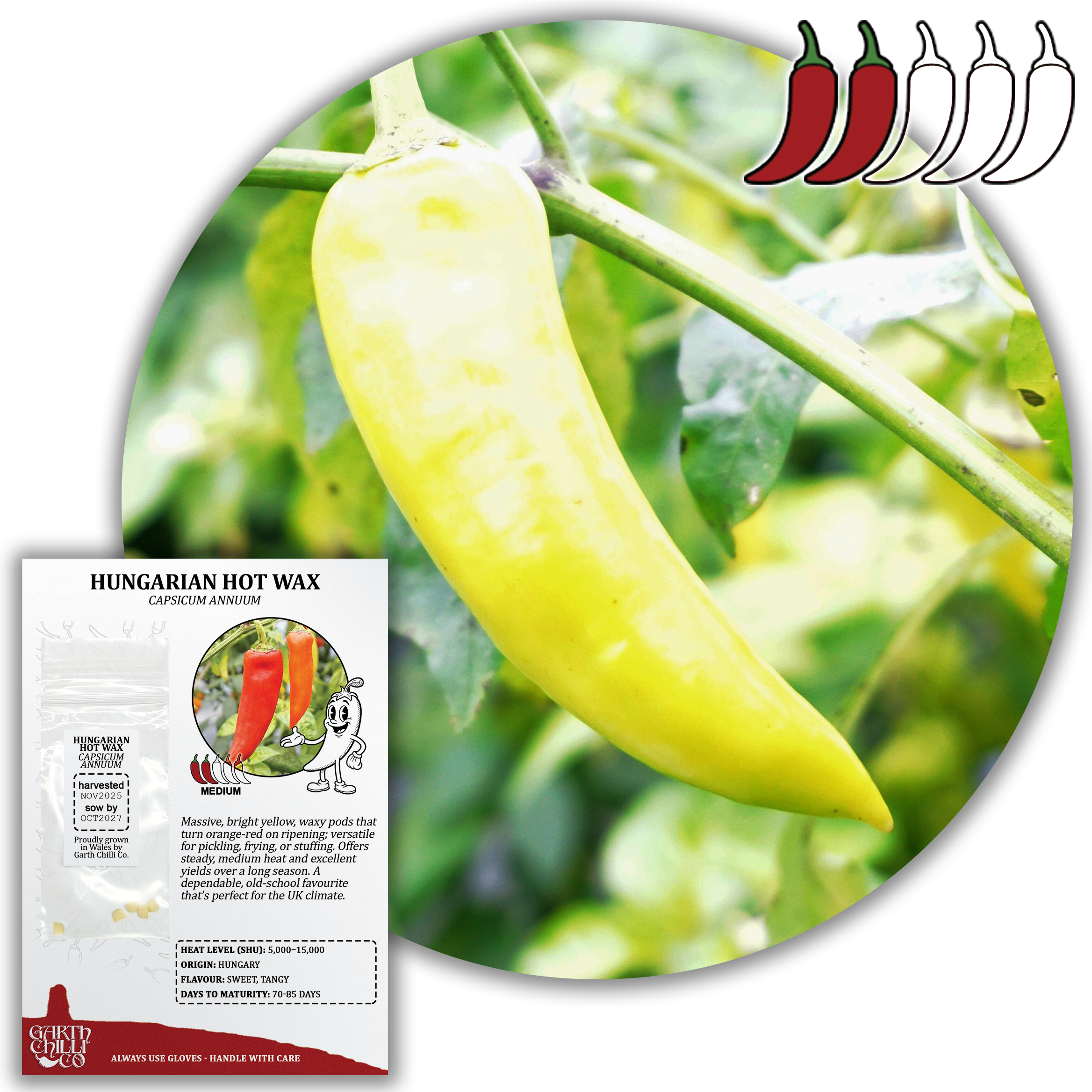 Hungarian Hot Wax Chilli Seeds (10) Large Mild Pepper - Capsicum Annuum