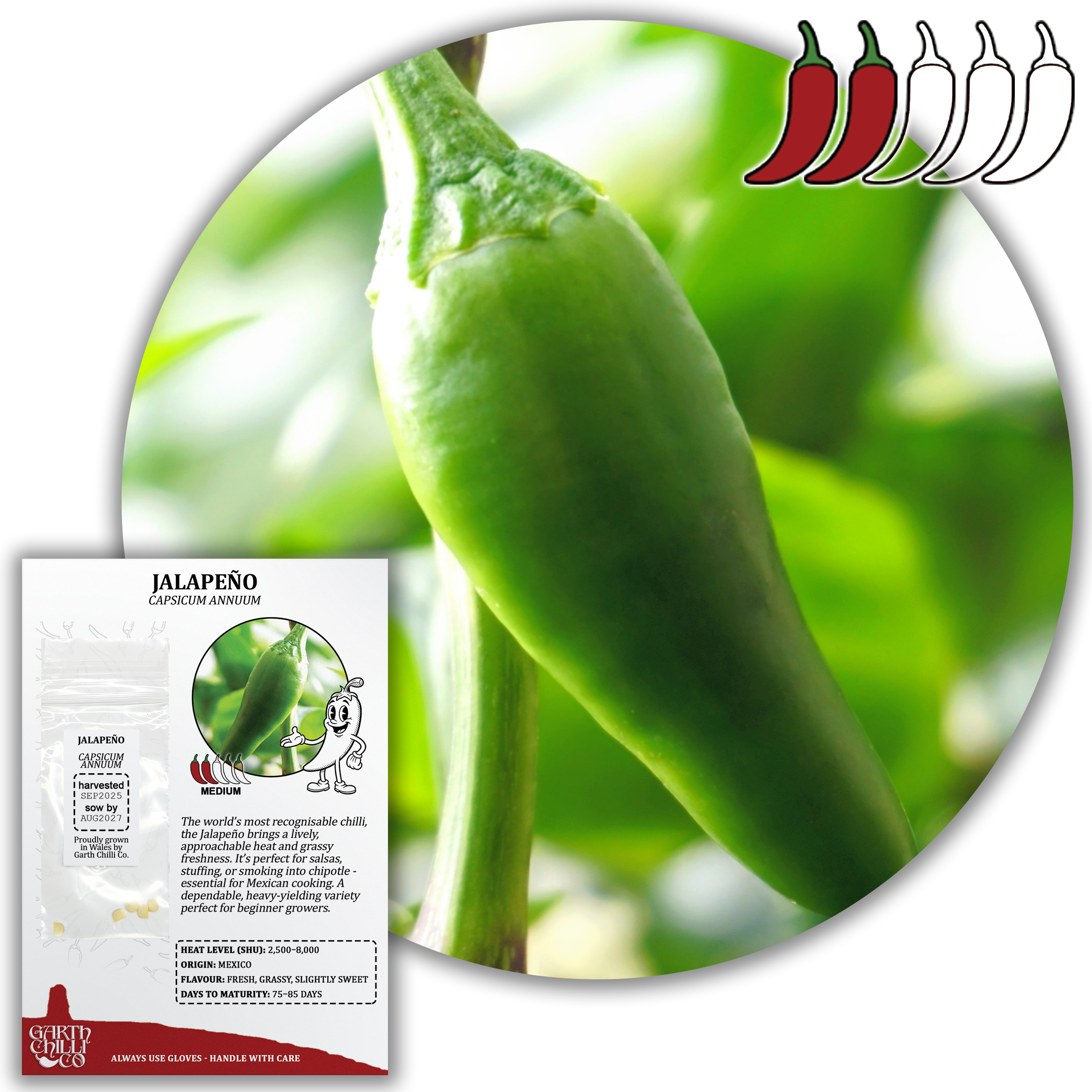 Jalapeno Chilli Seeds (10) Medium Mexican Pepper - Capsicum Annuum