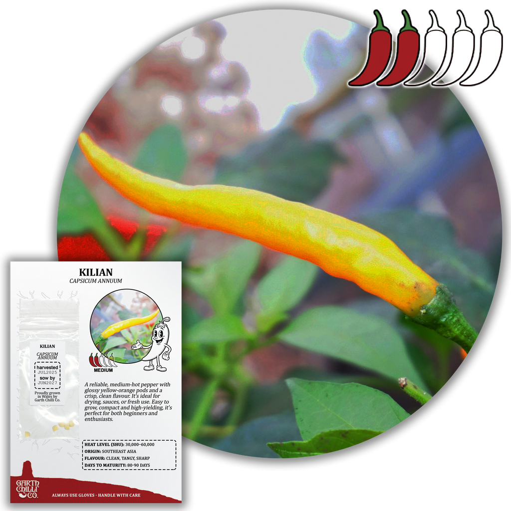 Kilian Chilli Seeds (10) Medium Compact Pepper - Capsicum Annuum