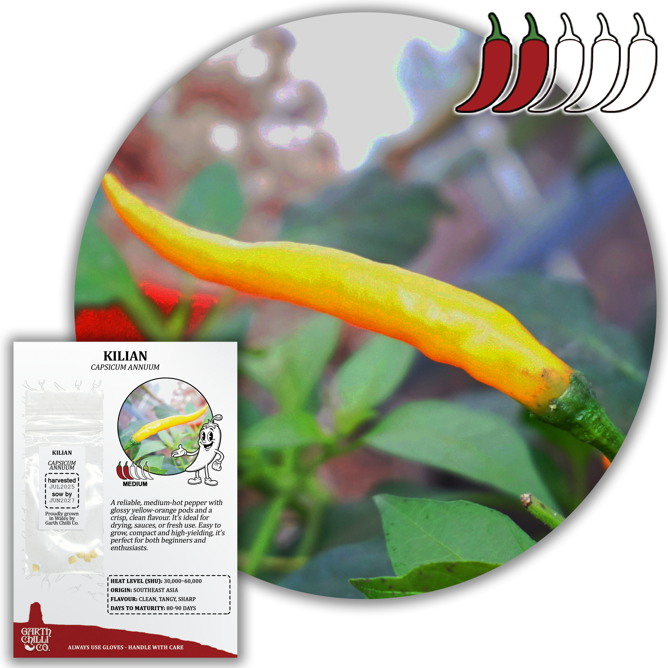 Kilian Chilli Seeds (10) Medium Compact Pepper - Capsicum Annuum