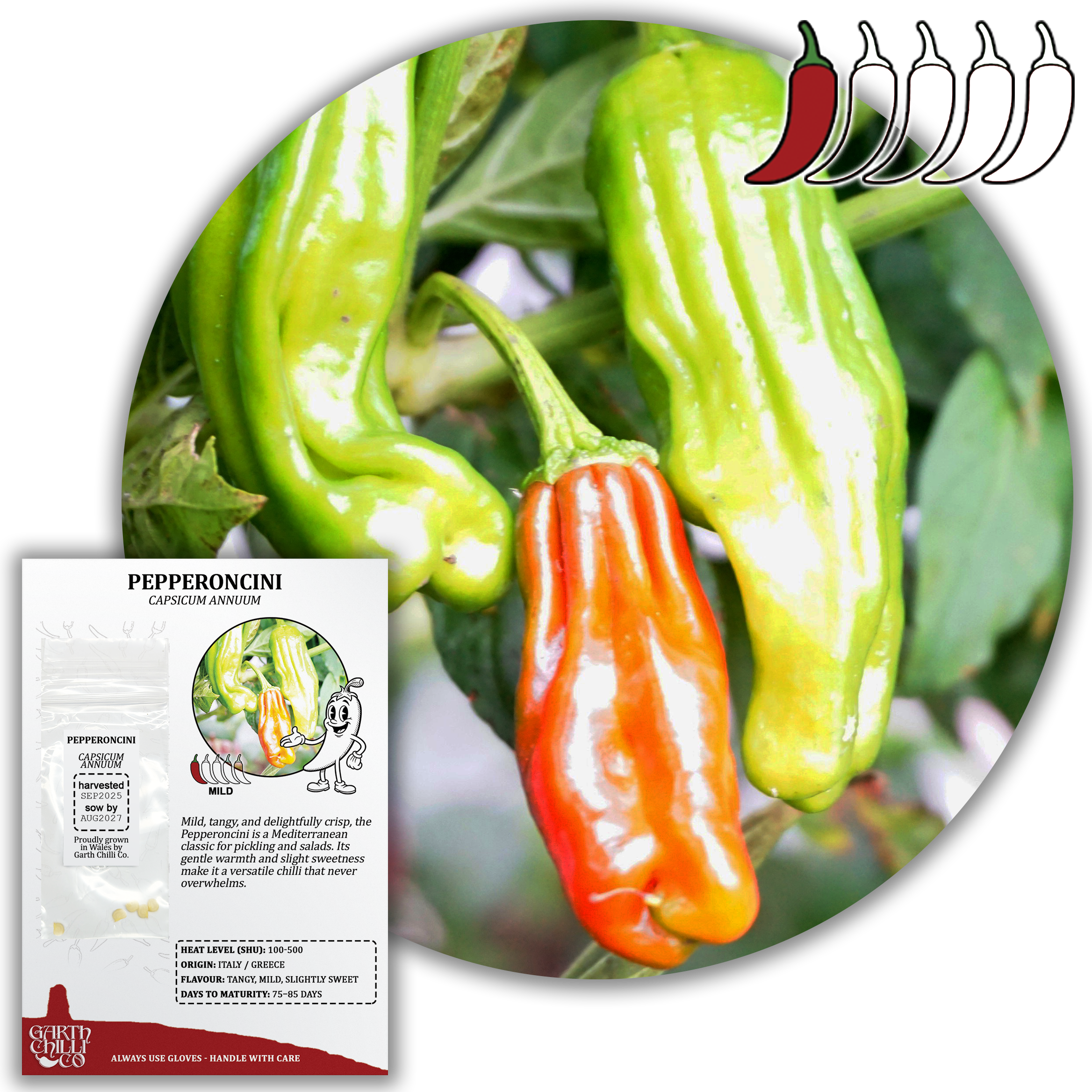 Pepperoncini Chilli Seeds (10) Mild Snack Pepper - Capsicum Annuum