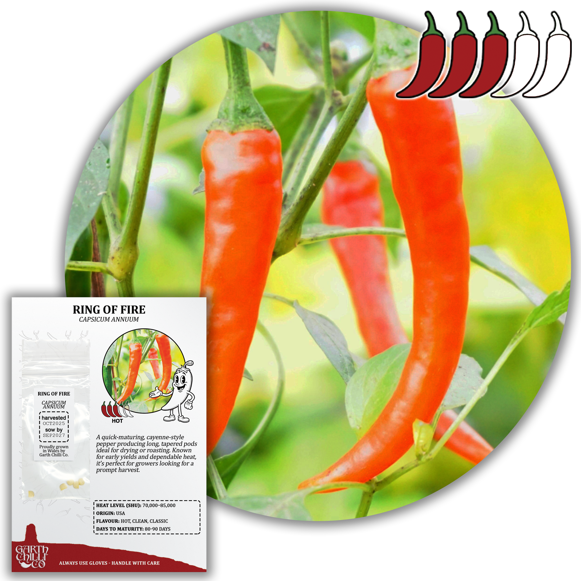 Ring of Fire Chilli Seeds (10) Hot Compact Pepper - Capsicum Annuum