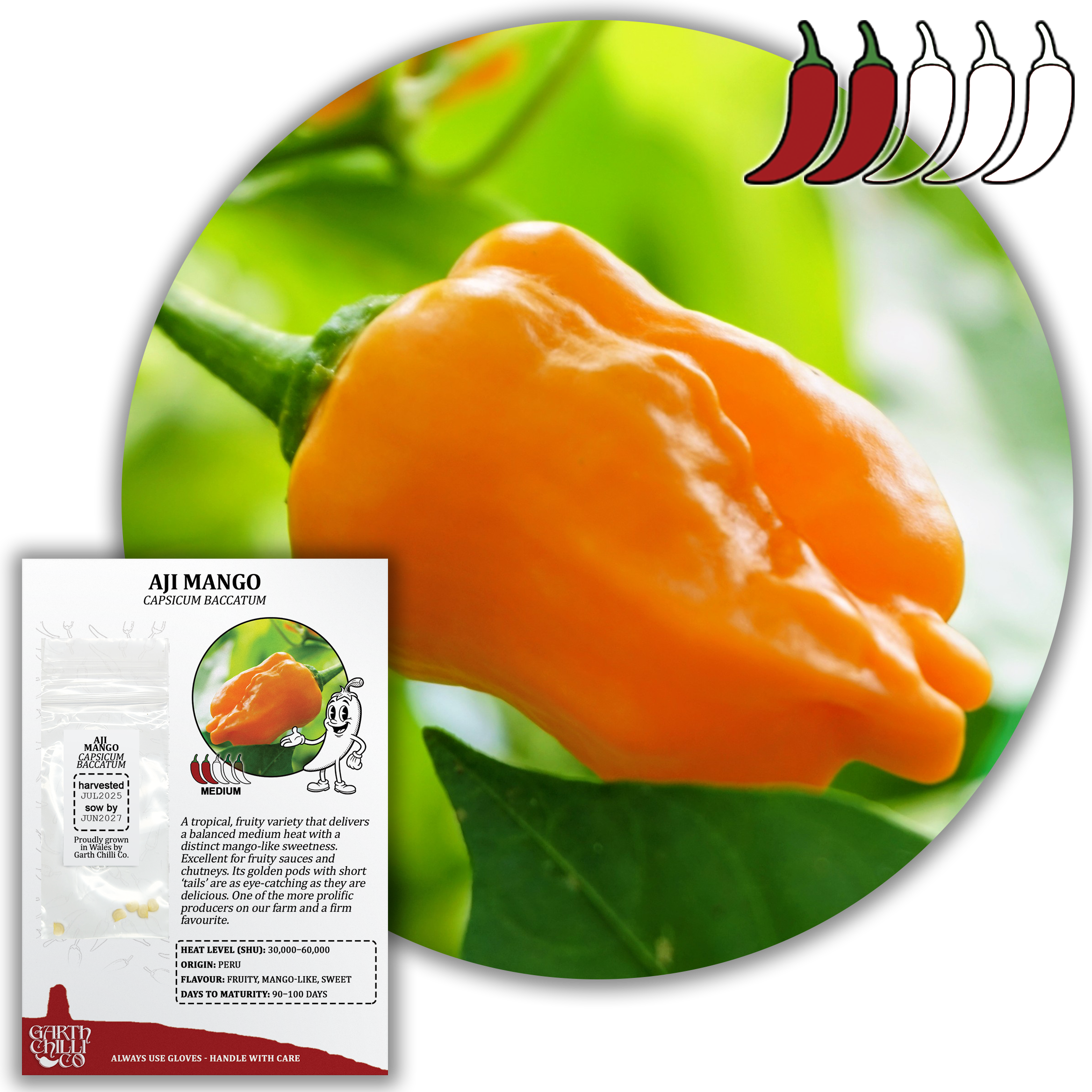 Aji Mango Chilli Seeds (10) Mild Fruity Pepper - Capsicum Baccatum (Copy)