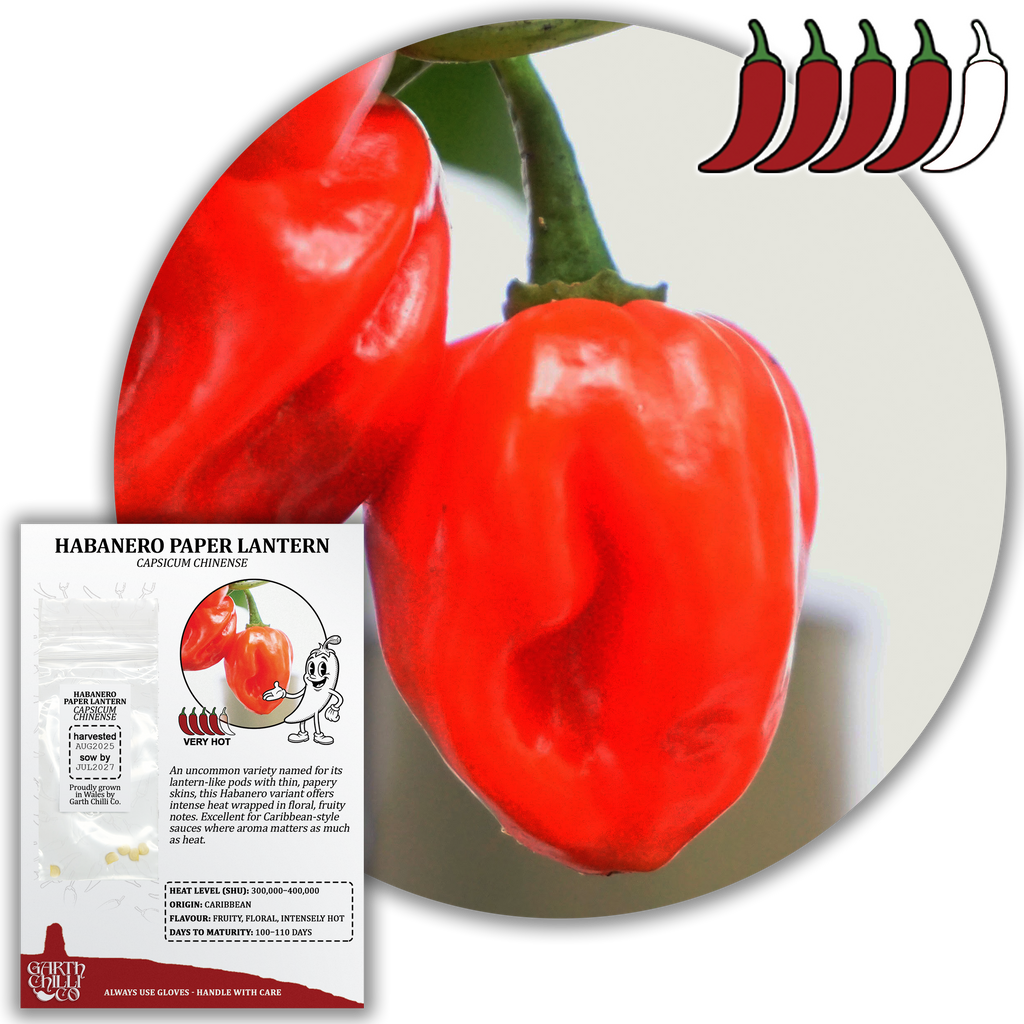 Habanero Paper Lantern Chilli Seeds (10) Unusual Hot Pepper - Capsicum Chinense